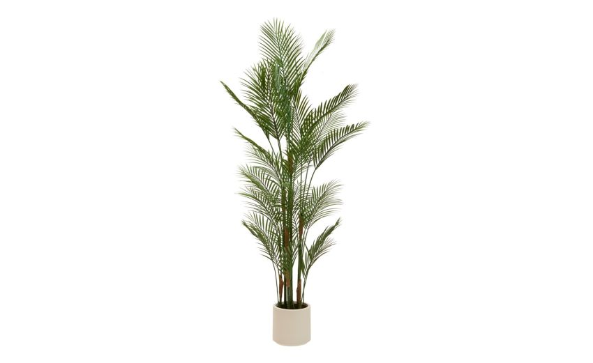 Pianta palma h180cm